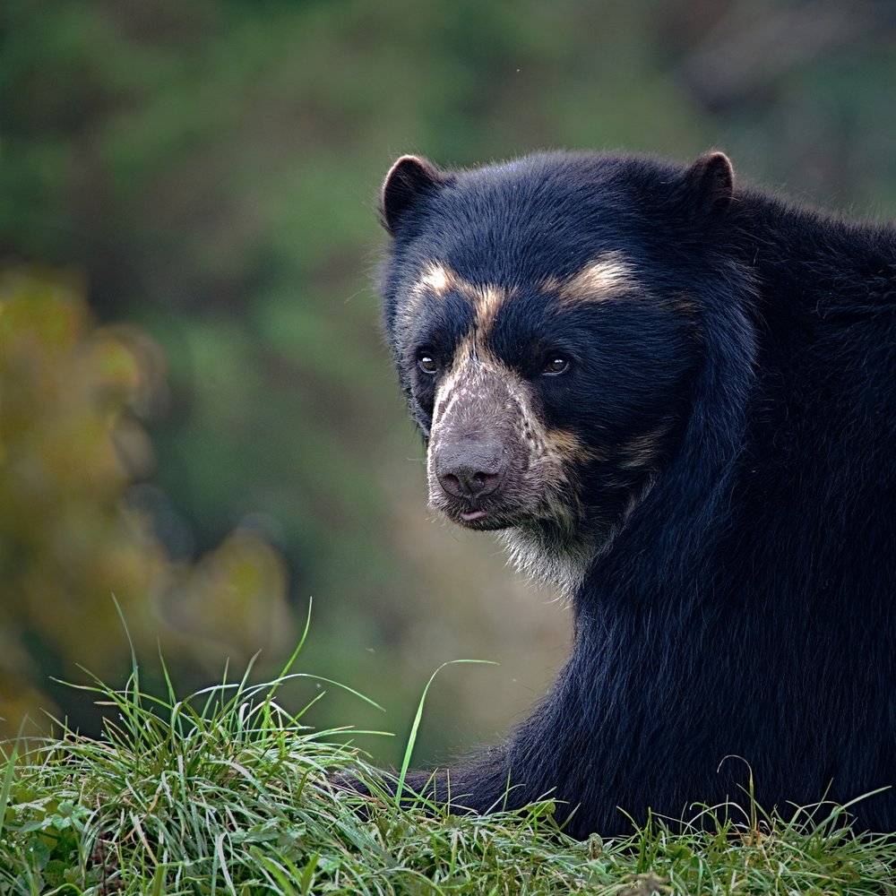   Andean Bear  